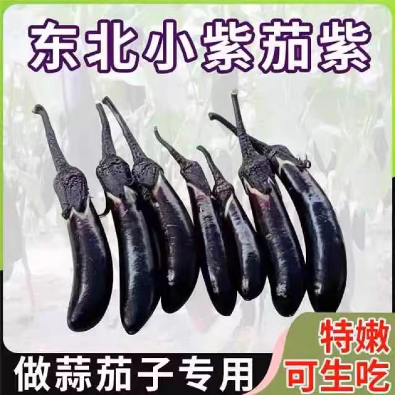 辽宁精品水果小茄子东北暖棚紫长茄子，大量上市