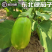 【辽宁精品青茄】现摘现发大量上市欢迎各位老板电联