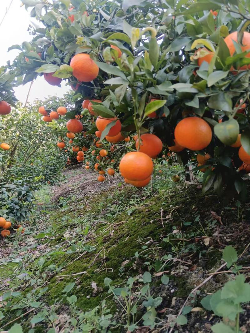 沃柑