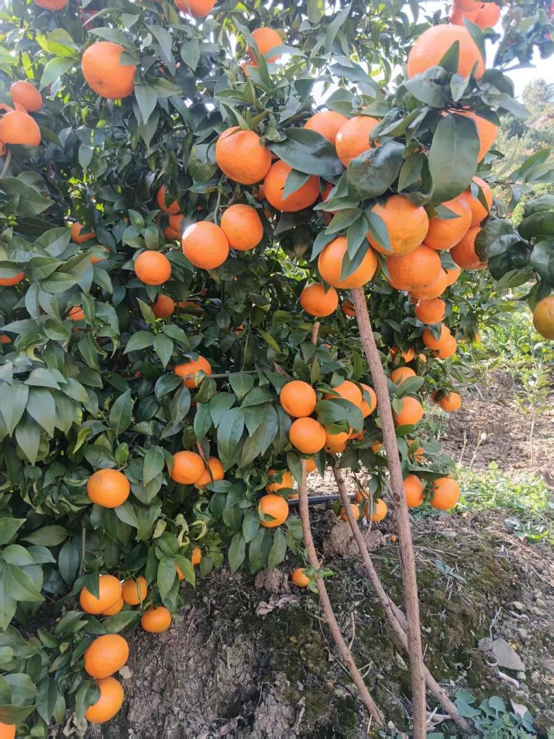 沃柑
