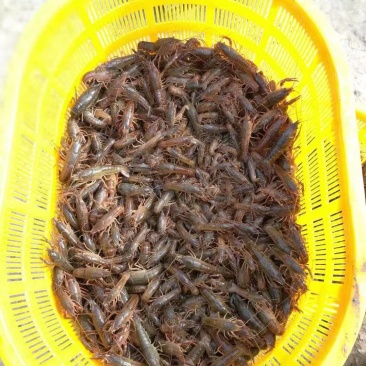小龙虾苗，龙虾幼苗，淡水养殖，基地直发，存活率高