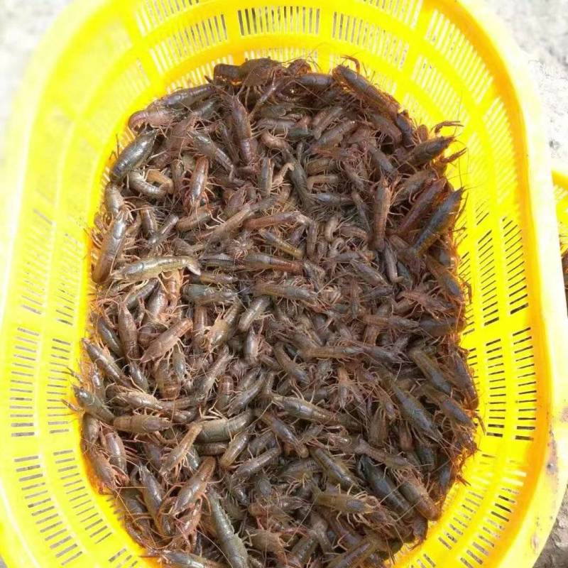 小龙虾苗，龙虾幼苗，淡水养殖，基地直发，存活率高