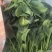 山东菠菜
