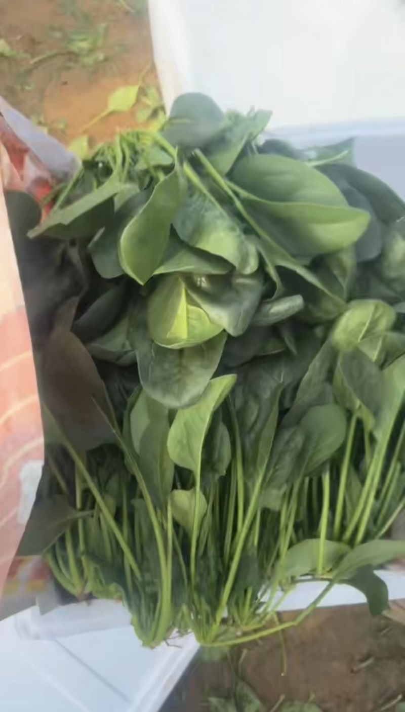 山东菠菜