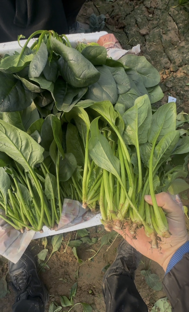 山东菠菜