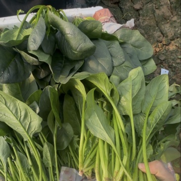 山东菠菜