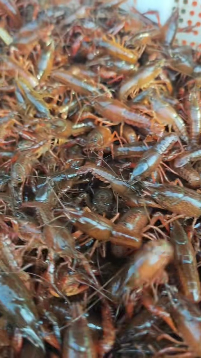小龙虾苗，龙虾幼苗，淡水养殖，基地直发，存活率高