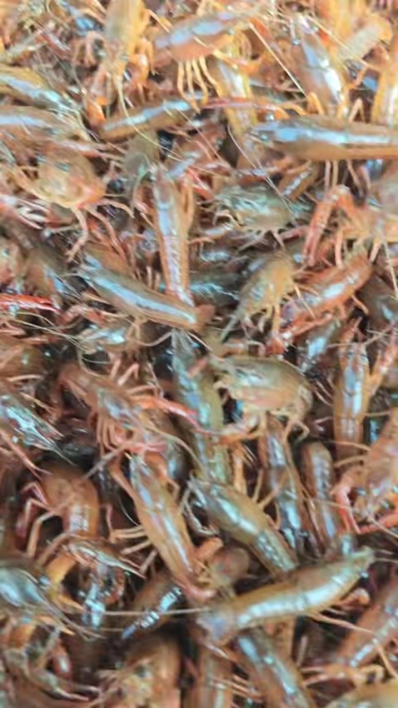 小龙虾苗，龙虾幼苗，淡水养殖，基地直发，存活率高