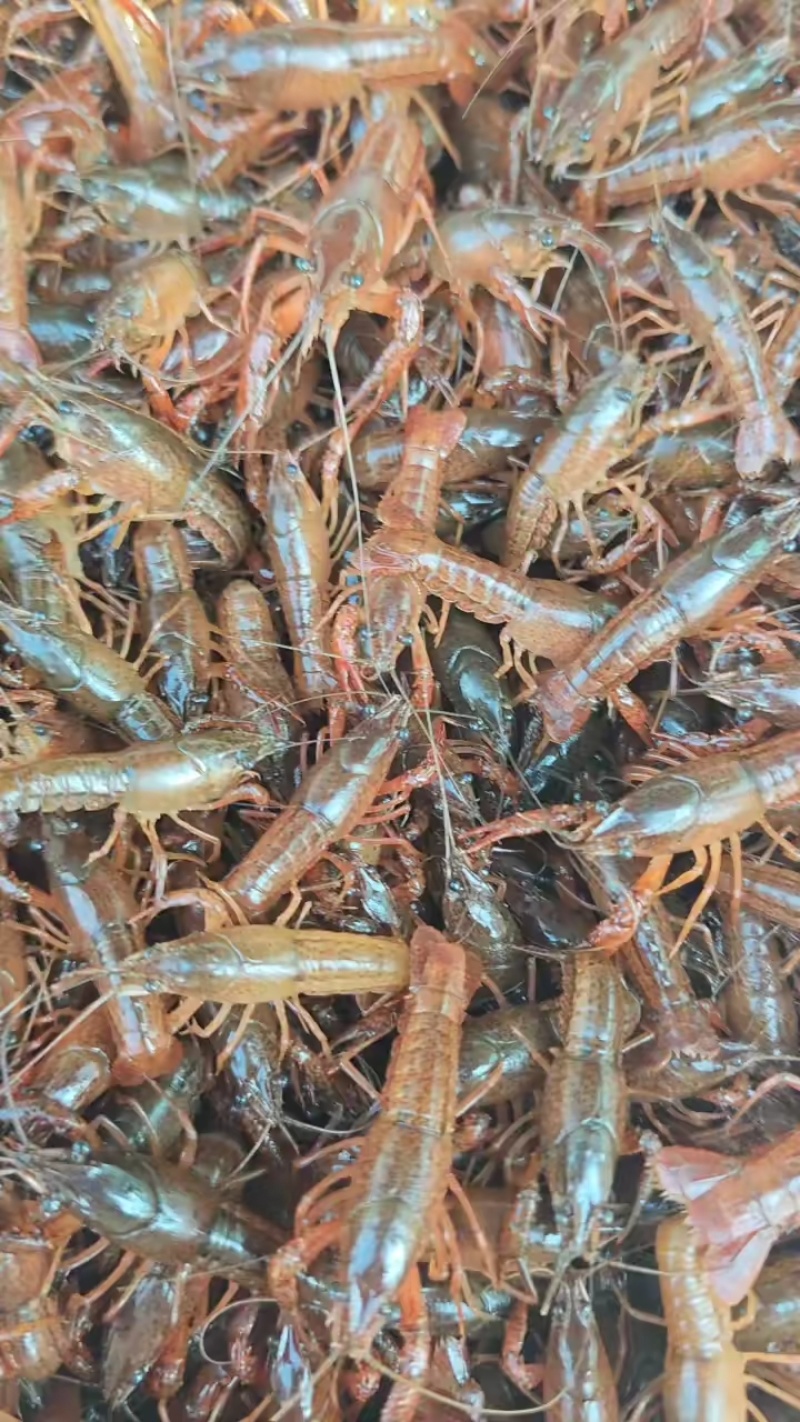 小龙虾苗，龙虾幼苗，淡水养殖，基地直发，存活率高