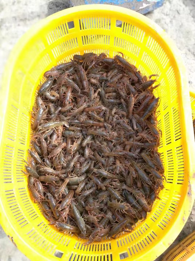 虾苗，龙虾苗，基地直发，生长迅速，大量批发欢迎来电