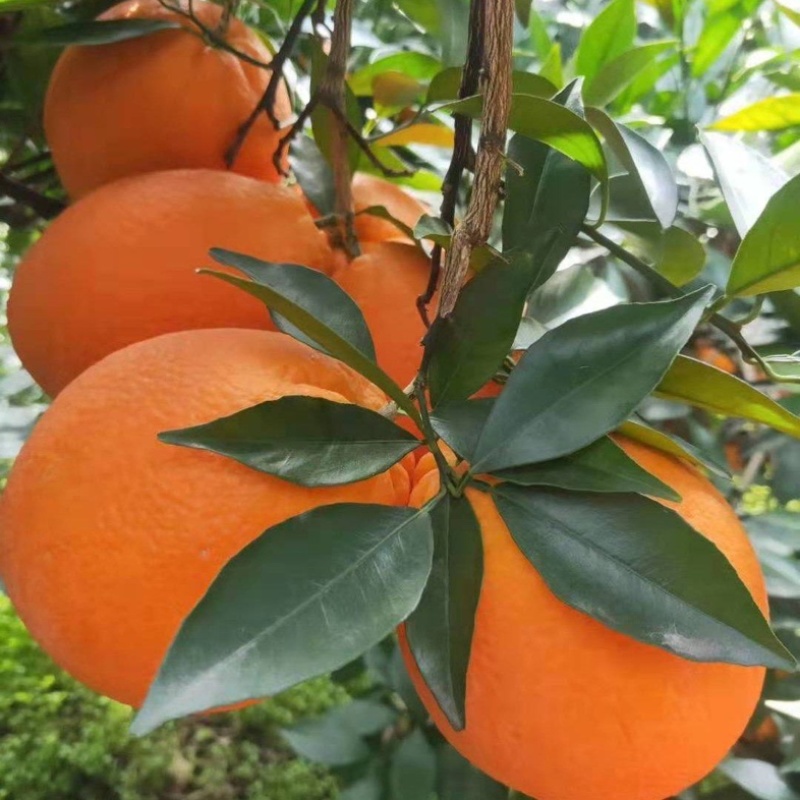 【推荐】湖北宜昌橙子纽荷尔脐橙原产地一手货源