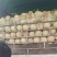 《海南哈密瓜》网文瓜/产地直发/自家基地欢迎来电