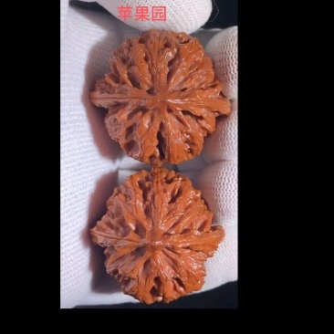 保定涞水文玩核桃批发、零售；改良，嫁接文玩核项目承接。
