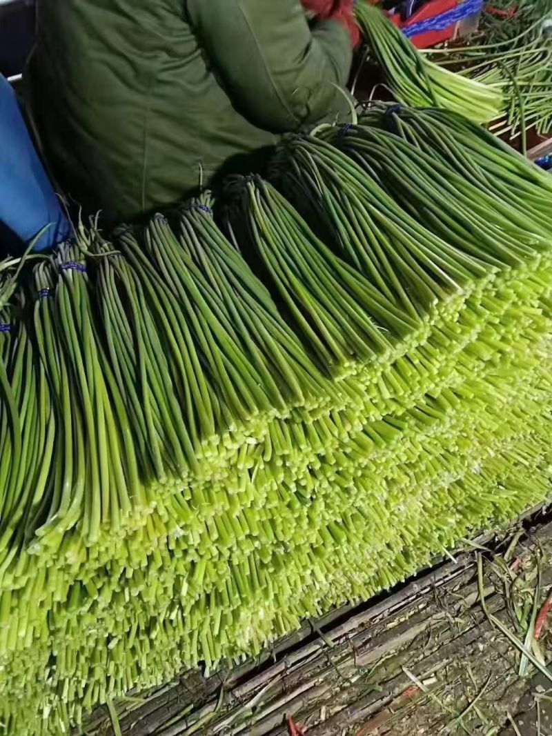 蒜苔大量有货品质优现发新鲜有需要的老板联系