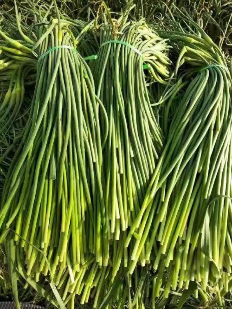 蒜苔大量有货品质优现发新鲜有需要的老板联系
