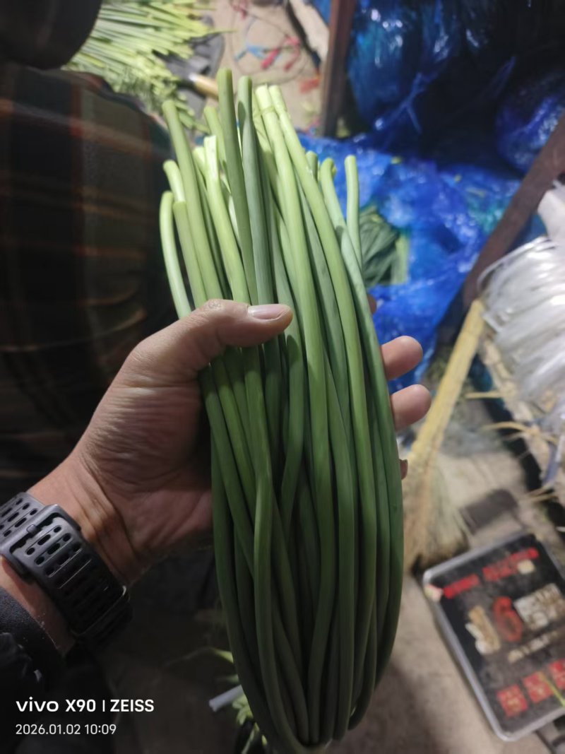 蒜苔大量有货品质优现发新鲜有需要的老板联系