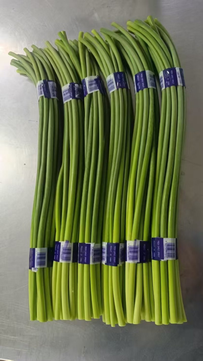 蒜苔大量有货品质优现发新鲜有需要的老板联系