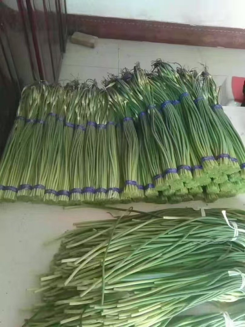蒜苔大量有货品质优现发新鲜有需要的老板联系
