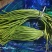 蒜苔大量有货品质优现发新鲜有需要的老板联系