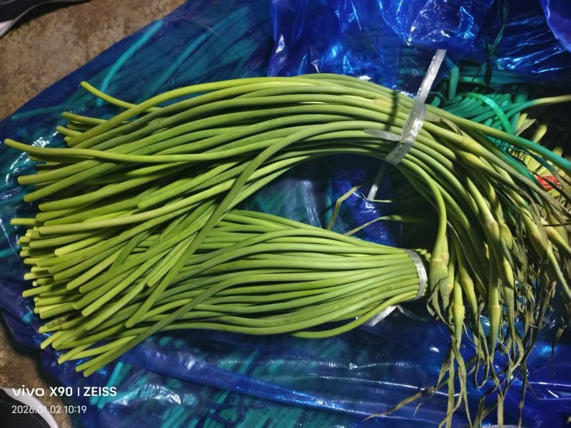 蒜苔大量有货品质优现发新鲜有需要的老板联系