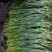 蒜苔大量有货品质优现发新鲜有需要的老板联系