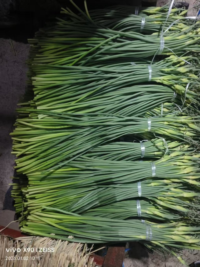 蒜苔大量有货品质优现发新鲜有需要的老板联系