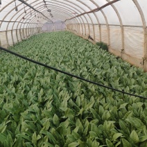 油麦菜起批量1万斤有需要的老板联系***********