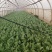 油麦菜起批量1万斤有需要的老板联系***********