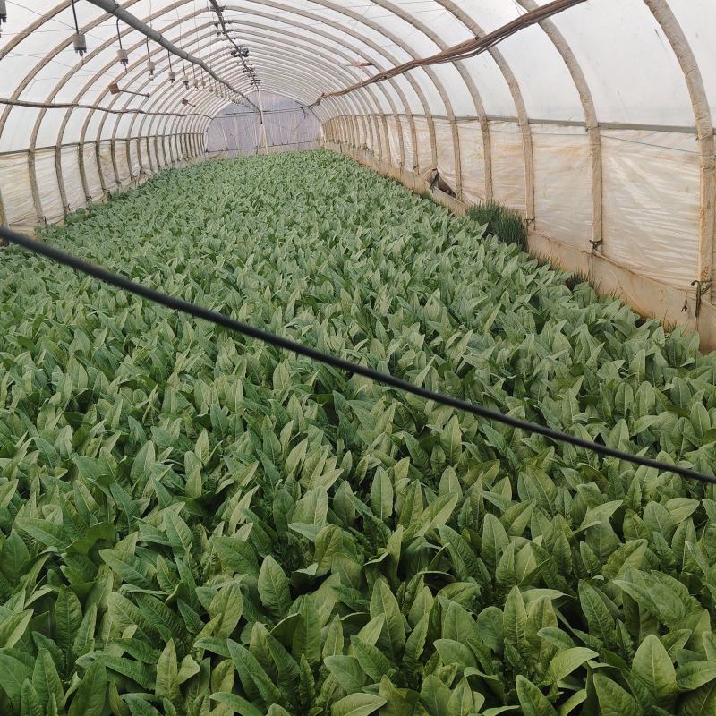 油麦菜起批量1万斤有需要的老板联系***********