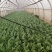 油麦菜起批量1万斤有需要的老板联系***********