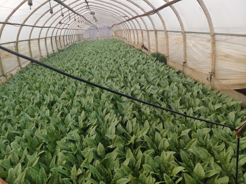 油麦菜起批量1万斤有需要的老板联系***********