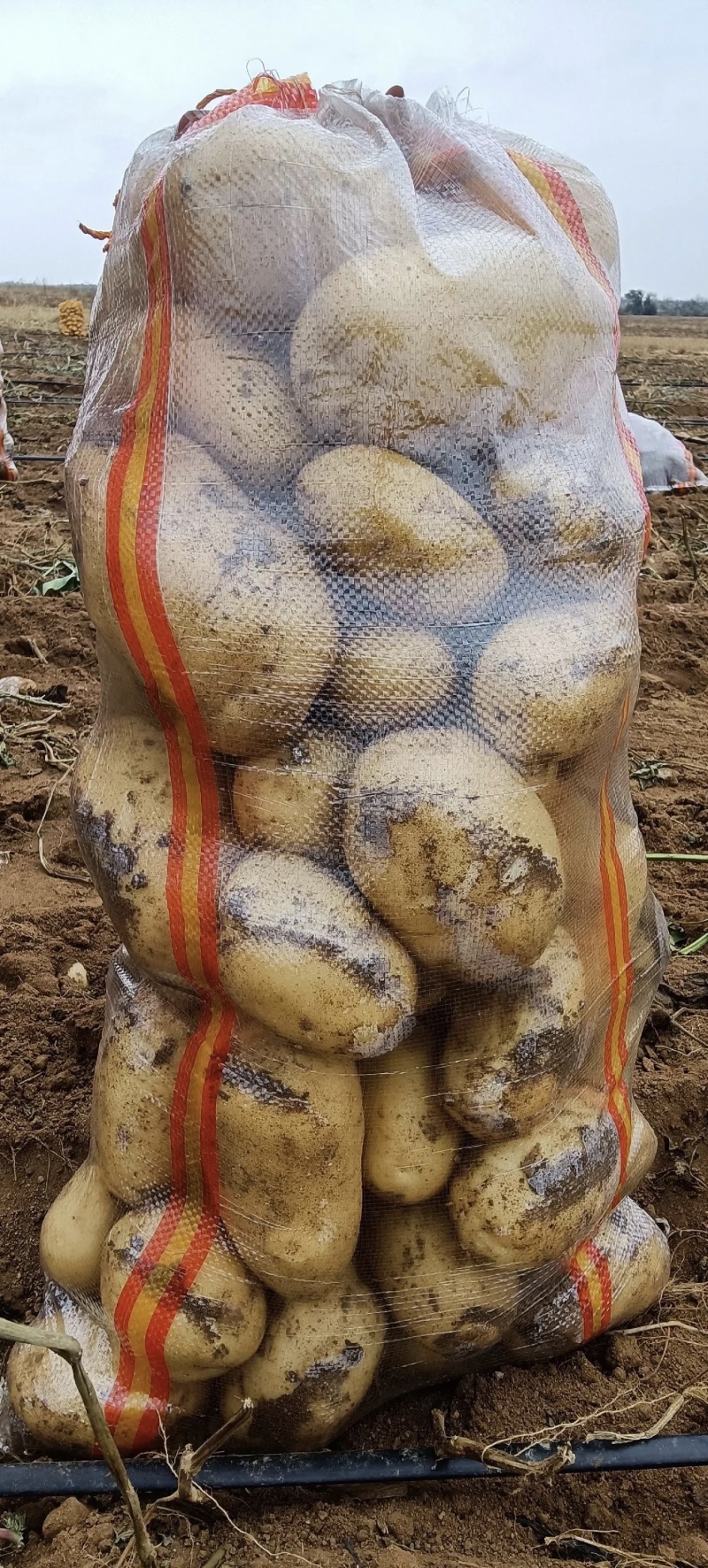 山东黄心土豆产地直供大量有货质量保证一手货源全国对接