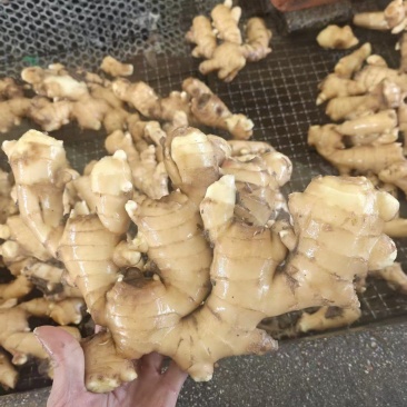 山东潍坊大黄姜新鲜上市价格美丽质量好欢迎询价热卖