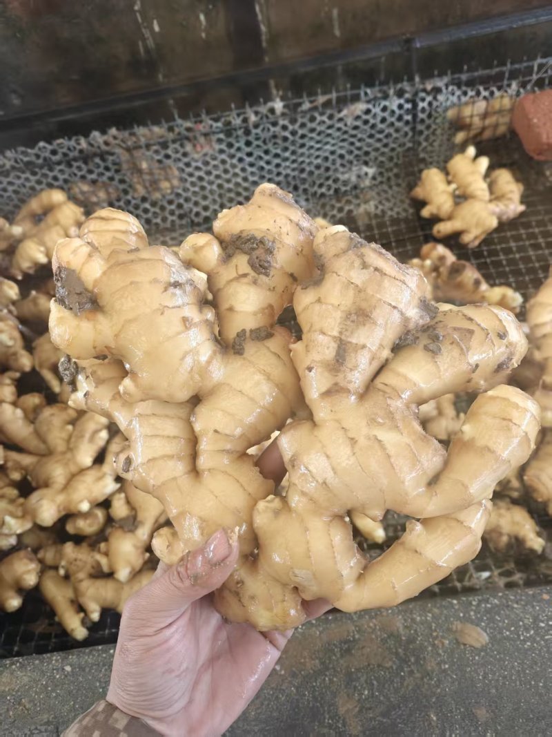 山东潍坊大黄姜新鲜上市价格美丽质量好欢迎询价热卖