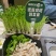 精1品盒66豌豆苗1所见即所得378质量保证
