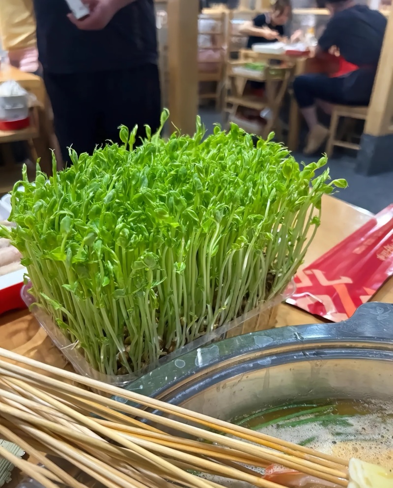 精1品盒66豌豆苗1所见即所得378质量保证