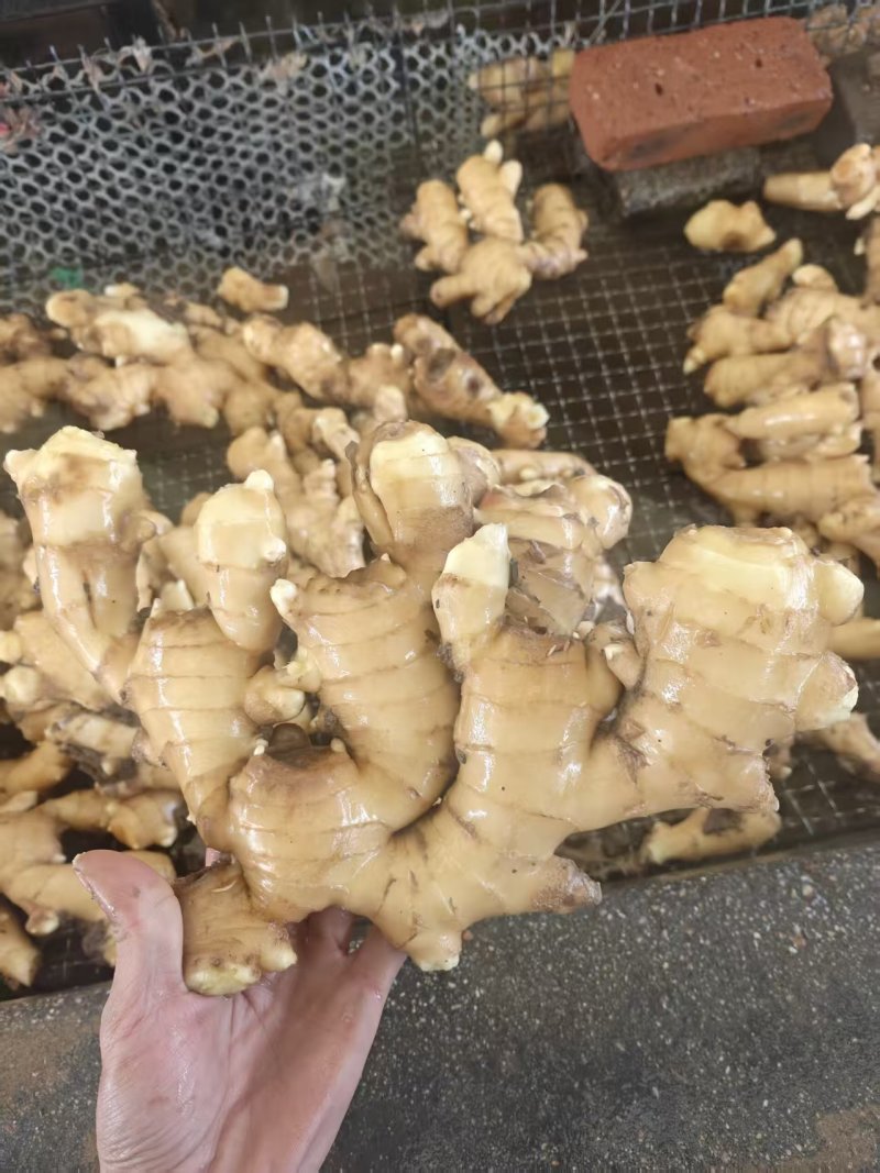 山东大黄姜新鲜上市价格美丽对接全国量大从优欢迎询价