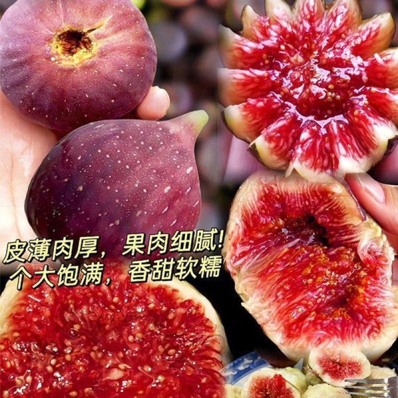 格莱斯无花果苗，自己苗圃直销品种对版一手货源