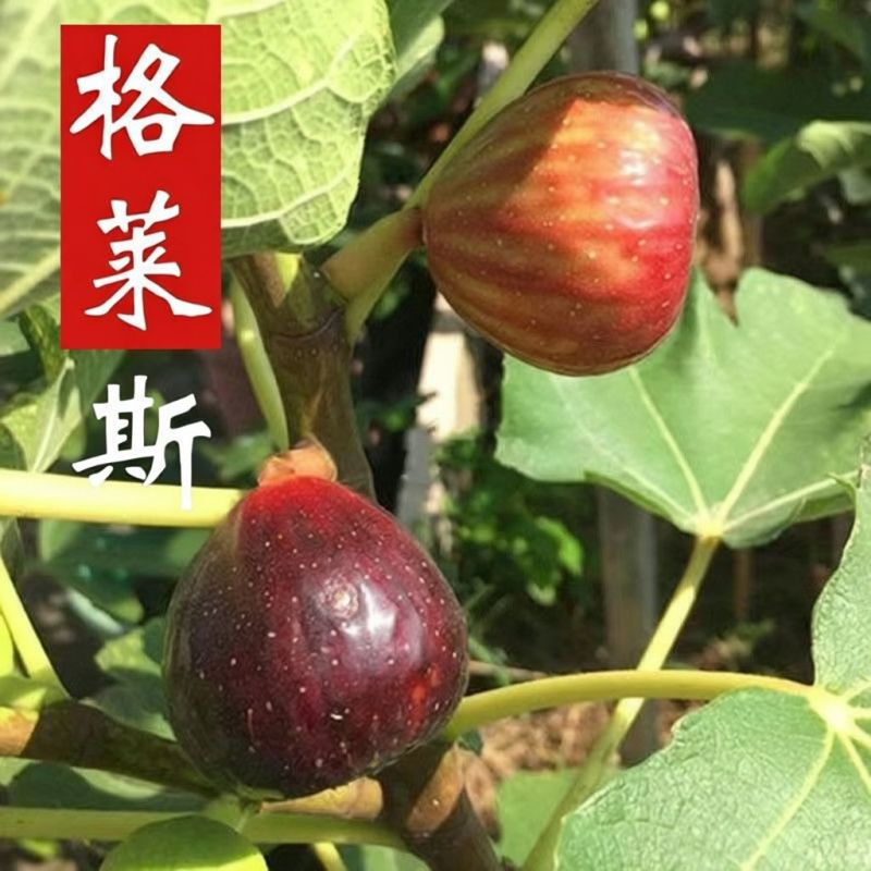 格莱斯无花果苗，自己苗圃直销品种对版一手货源