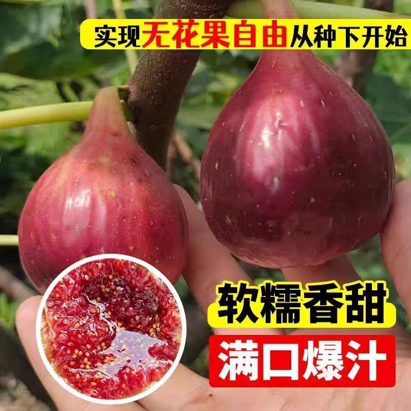 格莱斯无花果苗，自己苗圃直销品种对版一手货源