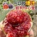 格莱斯无花果苗，自己苗圃直销品种对版一手货源