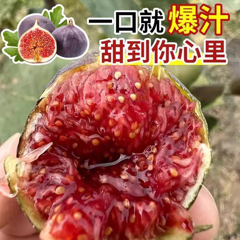 格莱斯无花果苗，自己苗圃直销品种对版一手货源