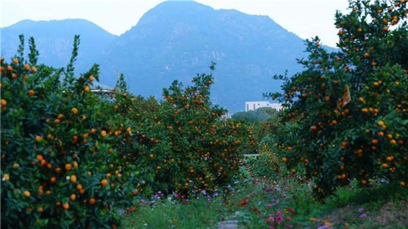 台州黄岩蜜橘