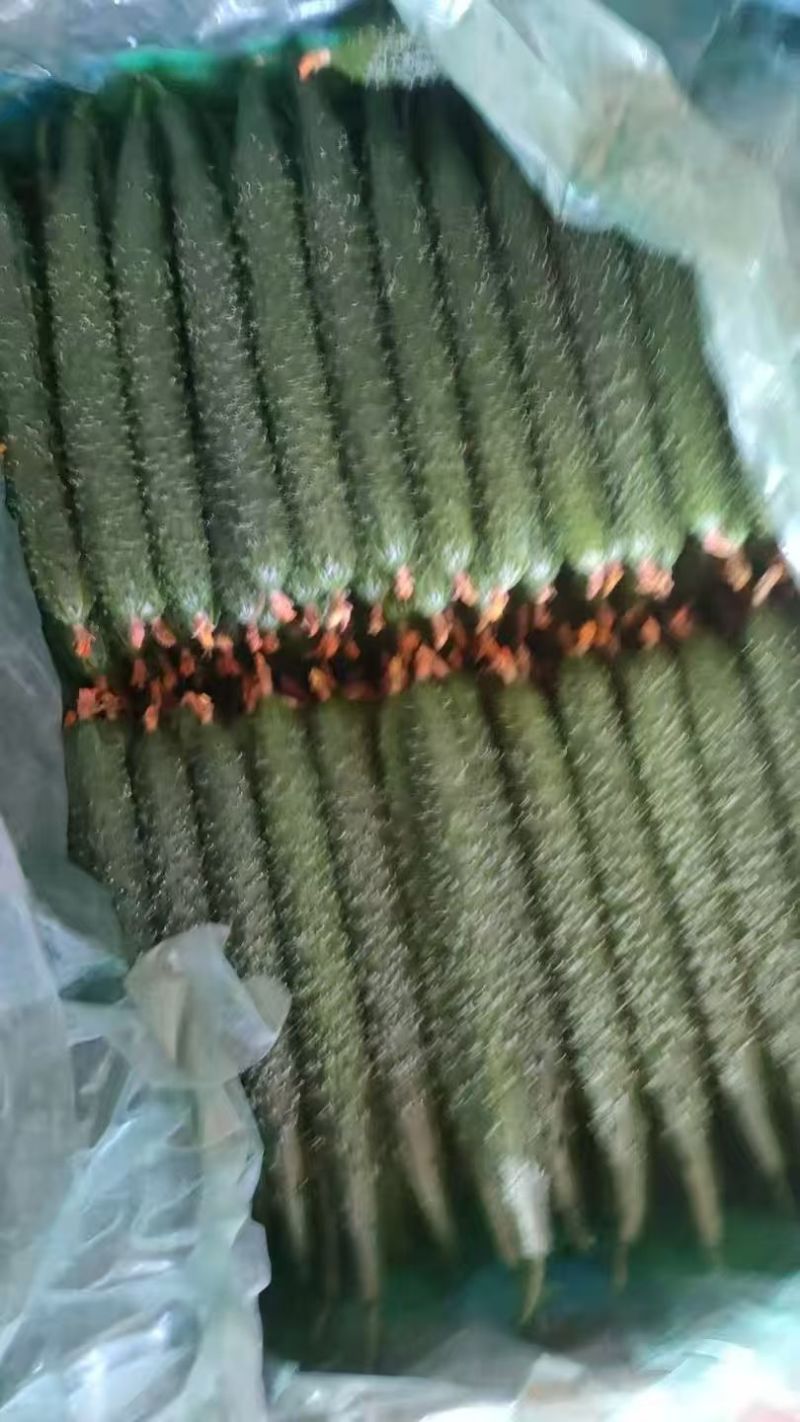 山东密刺黄瓜基地直发对接商超团购电商一条龙服务