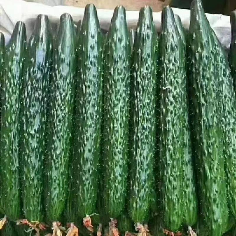 《畅销》山东密刺黄瓜大量现货上市中基地直发保质保量一条龙