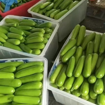 费县绿皮西葫芦大量上市中诚信至上基地直发一条龙