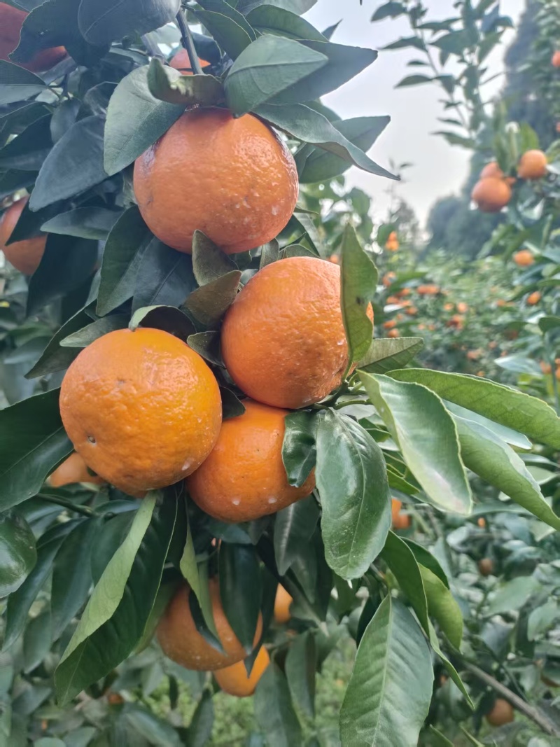 资阳沃柑