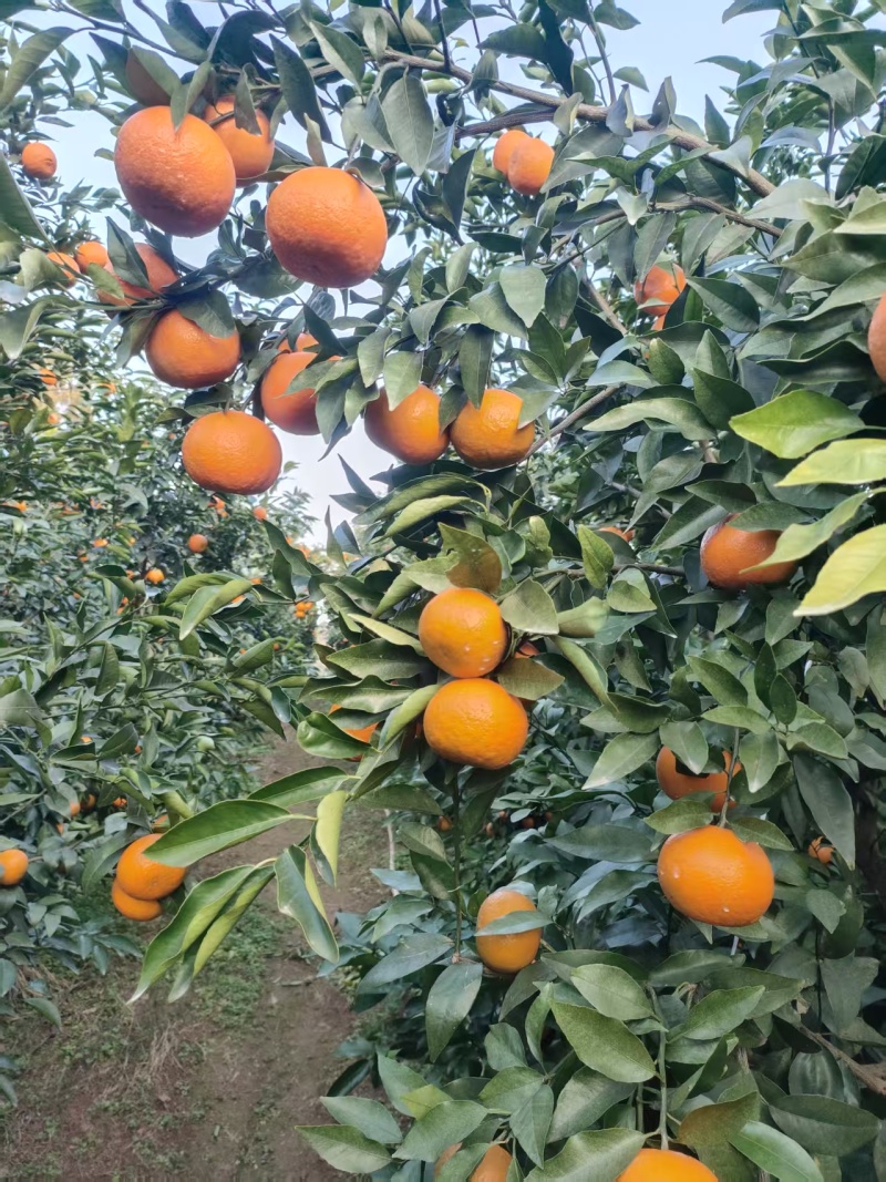 资阳沃柑
