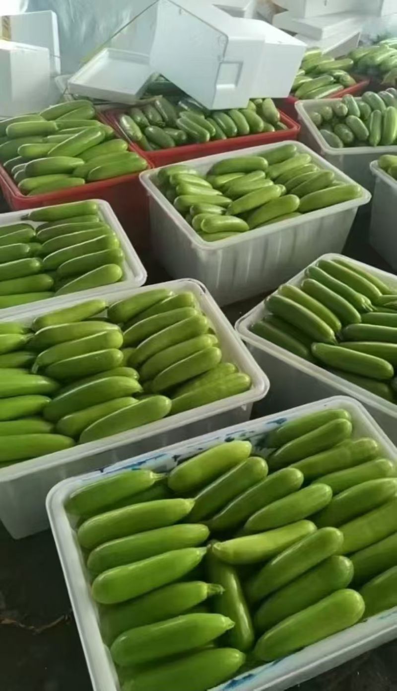 费县绿皮西葫芦大量上市中诚信至上基地直发一条龙