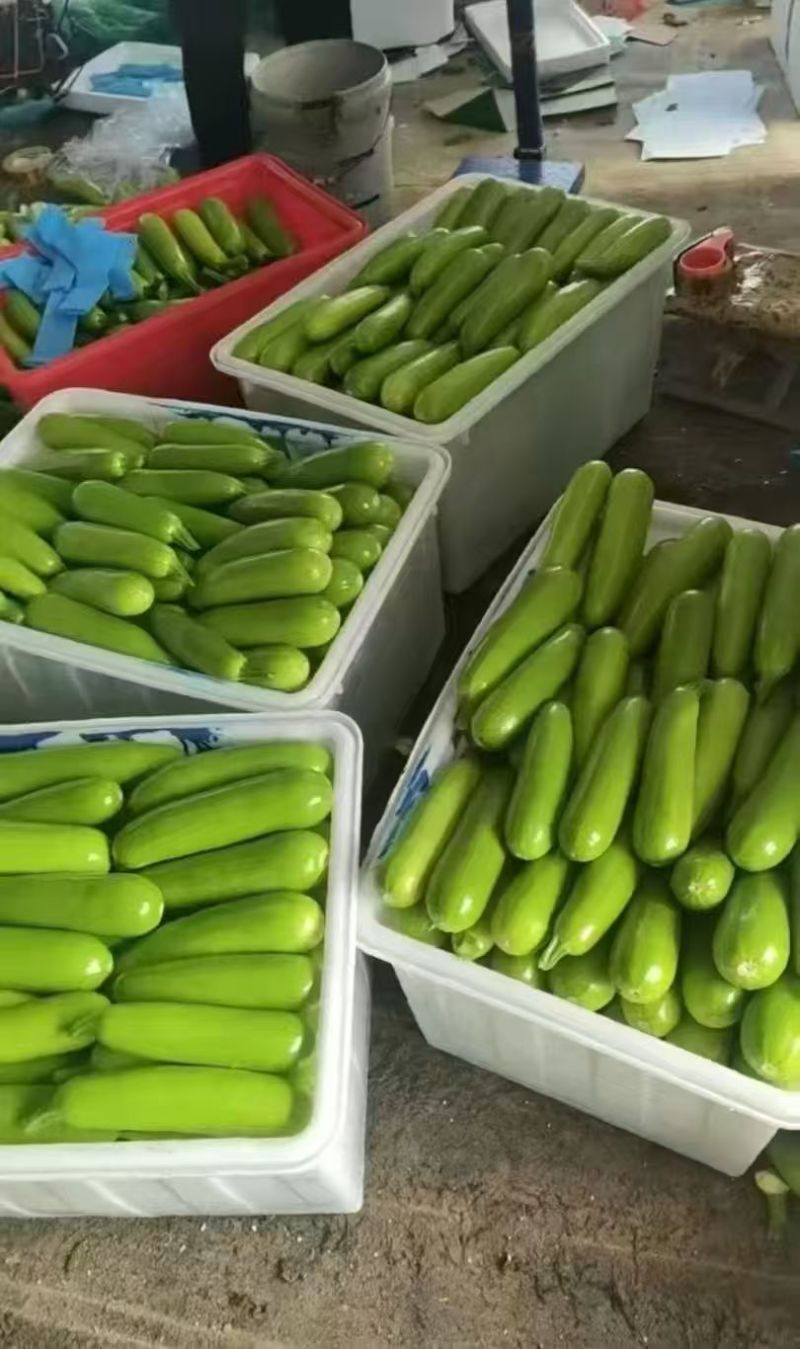 费县绿皮西葫芦大量上市中诚信至上基地直发一条龙